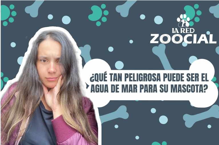 (VÍDEO) ¿Qué tan peligrosa puede ser el agua de mar para su mascota?