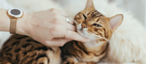 ¿Por qué los gatos duermen tanto?