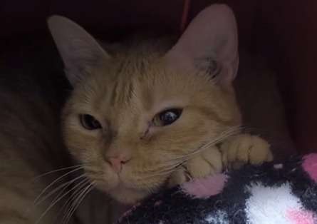Fue una mamá increíble en la calle, pero nadie quiere adoptarla: la historia de Rocío