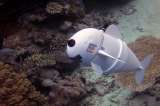 Un pez robot se mimetiza para estudiar los ecosistemas marinos