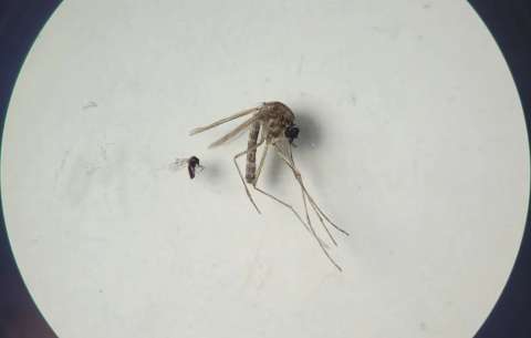 La OPS pide reforzar vigilancia ante brotes de chikunguña y expansión del Oropouche