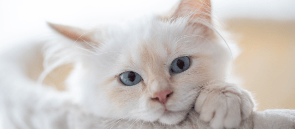 Gatos ¿cuánto tiempo es recomendable dejarlos solos?