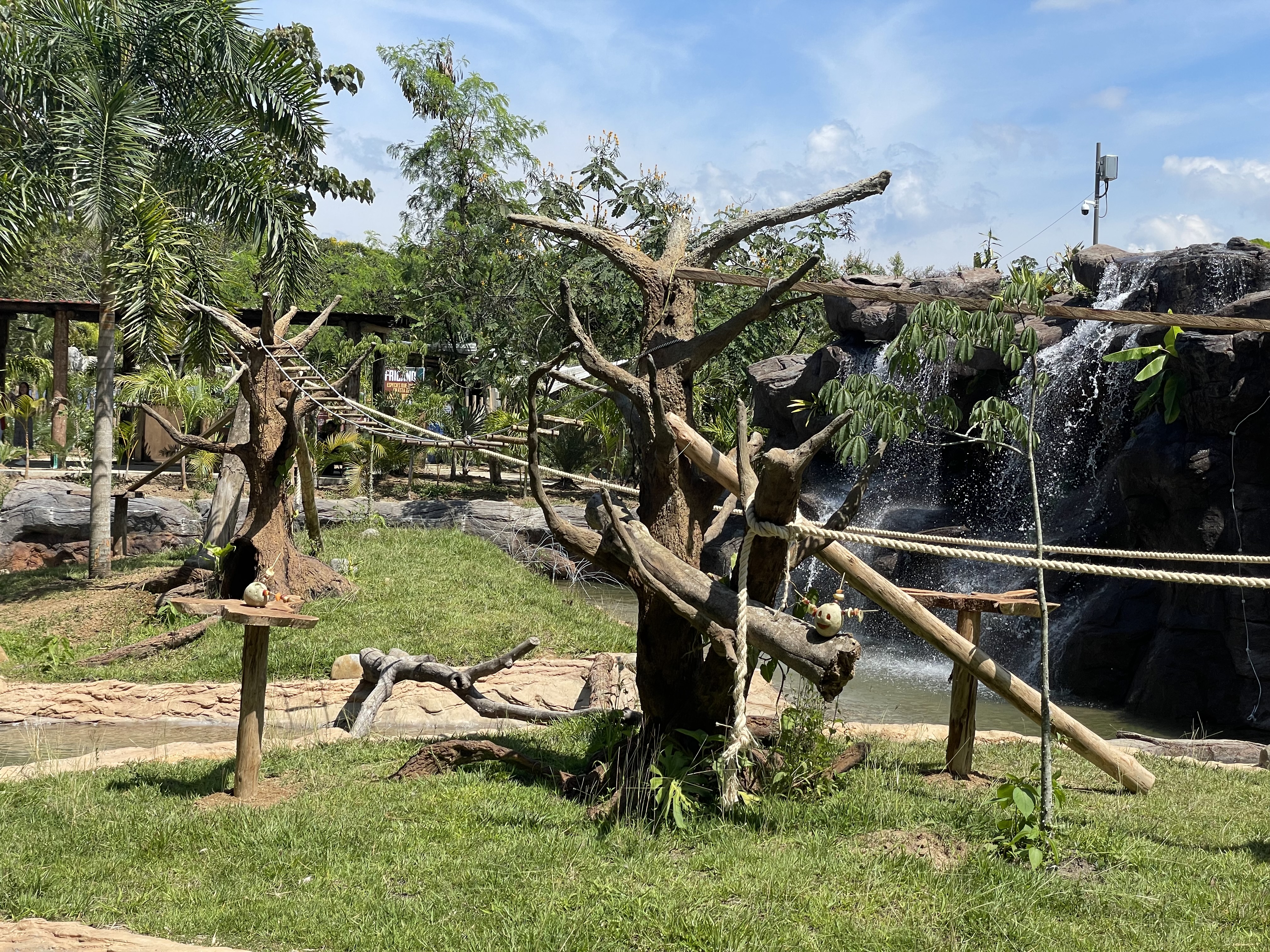 Lémures de cola anillada, animales en peligro de extinción, tienen nuevo refugio en Pereira