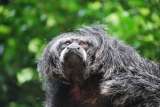 Listo el primer atlas de primates de Colombia