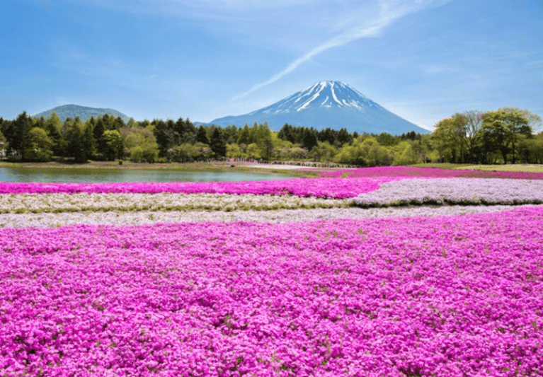 El shibazakura, o flox musgoso, es una planta rastrera que florece entre mediados de abril y mayo, creando en Japón extensas alfombras de tonos rosa, blanco y morado que cubren el suelo como si fuera un césped. Este espectáculo alcanza su punto máximo en el Festival Fuji Shibazakura, donde cerca de 500.000 flores se extienden a los pies del Monte Fuji, formando paisajes únicos que combinan naturaleza y diseño, y atraen cada año a miles de visitantes durante unas pocas semanas de floración.