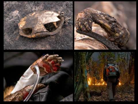 Fauna silvestre, la más afectada por incendios en el humedal más grande del planeta