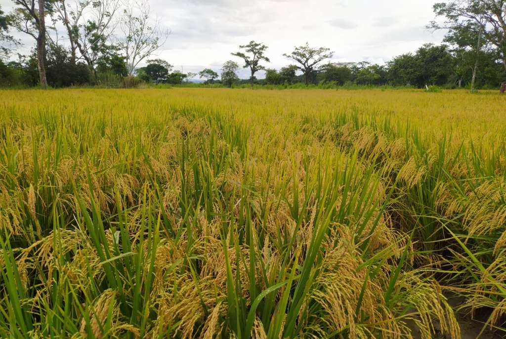 Microfertisa impulsa el arroz colombiano con bioestimulación y diagnóstico.