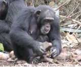 La ciencia detrás de las habilidades únicas de los chimpancés para romper nueces