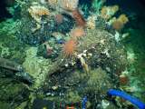 Encuentran en Galápagos un arrecife de coral prístino a 400 metros de profundidad