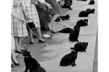 La histórica audición de más de 150 gatos negros en Hollywood: le contamos qué pasó