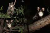 Estudio genético descubre dos nuevas especies de planeador mayor de Australia