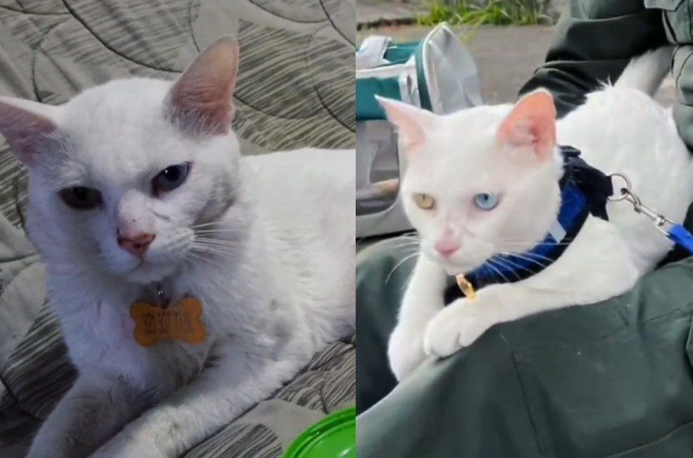 Bily, gatito rescatado por un policía en Cali