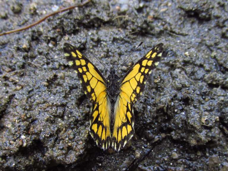 La Catastica lycurgus es una mariposa endémica de la Sierra Nevada, que duró cien años perdida. Recientemente la volvieron a encontrar.