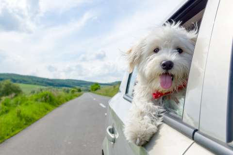 Guía práctica para viajar con mascotas