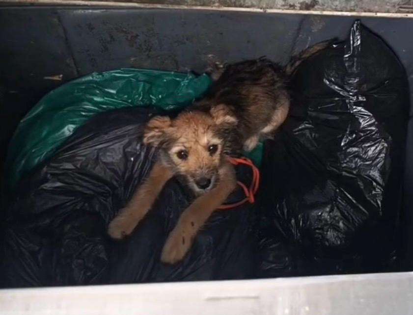Perrita fue abandonada en un contenedor de basura, pero su historia tuvo un final feliz