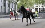 Varios heridos por caballos del Ejército que se escaparon en el centro de Londres