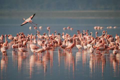 Película causa la pérdida de 500 huevos de flamencos rosas en Francia