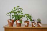 3 plantas de interior que absorben la humedad de la cocina y purifican el aire