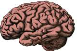 ¿Vivos o muertos? Científicos logran reactivar neuronas de cerdos muertos
