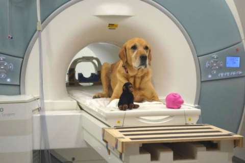 Pruebas de que los perros procesan el significado de las palabras