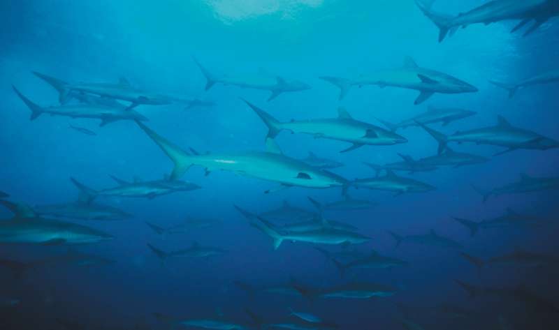Los investigadores se enfocaron en situaciones que acercan a las personas al territorio de los tiburones, como la pesca submarina o recreativa.