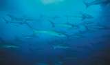 Este estudio le ayuda a repensar lo que el cine le ha mostrado de los tiburones