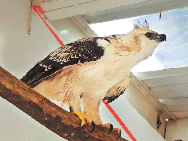 Foto del águila real de montaña tomada en marzo, dos meses después de llegar a Corpocesar. Todavía un juvenil. / Cortesía Fundación Águilas de los Andes