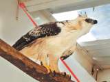 El águila (casi extinta) que murió a manos de Corpocesar