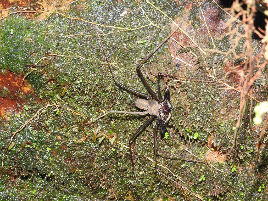 Las cavernas de la Amazonia, a diferencia de las clásicas cuevas calcáreas (de caliza), se forman en arenita.