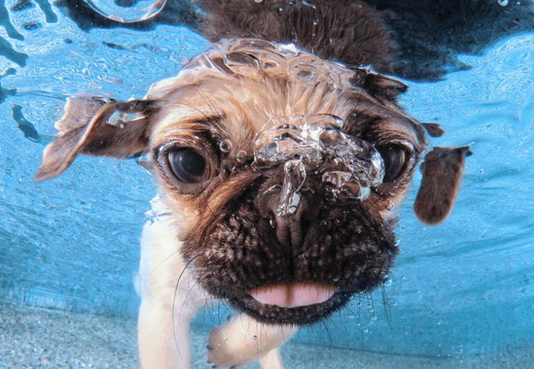 Este fotógrafo capta divertidas escenas de perros bajo el agua