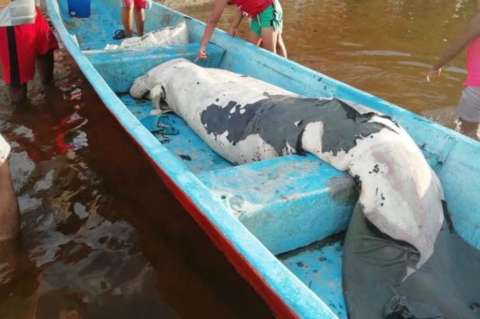 Manatí encontrado en Santander habría muerto de hambre