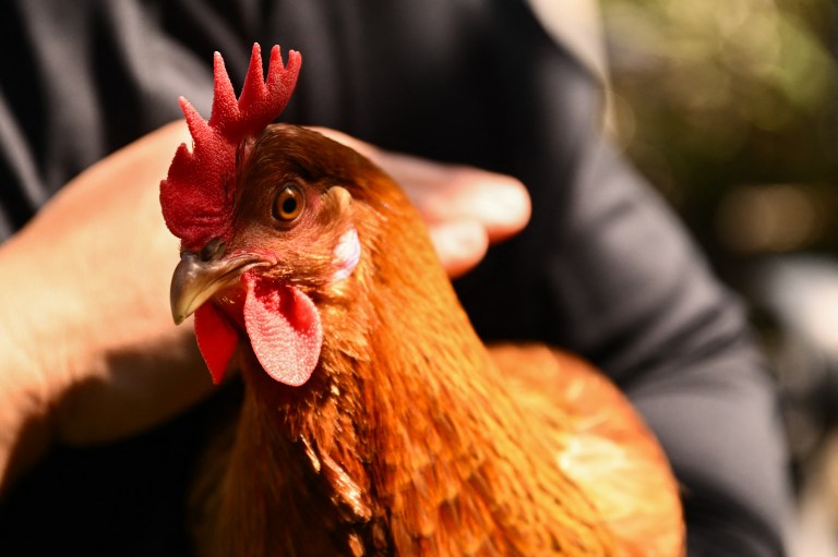 ¿Por qué las gallinas dejan de poner huevos? Razones comunes