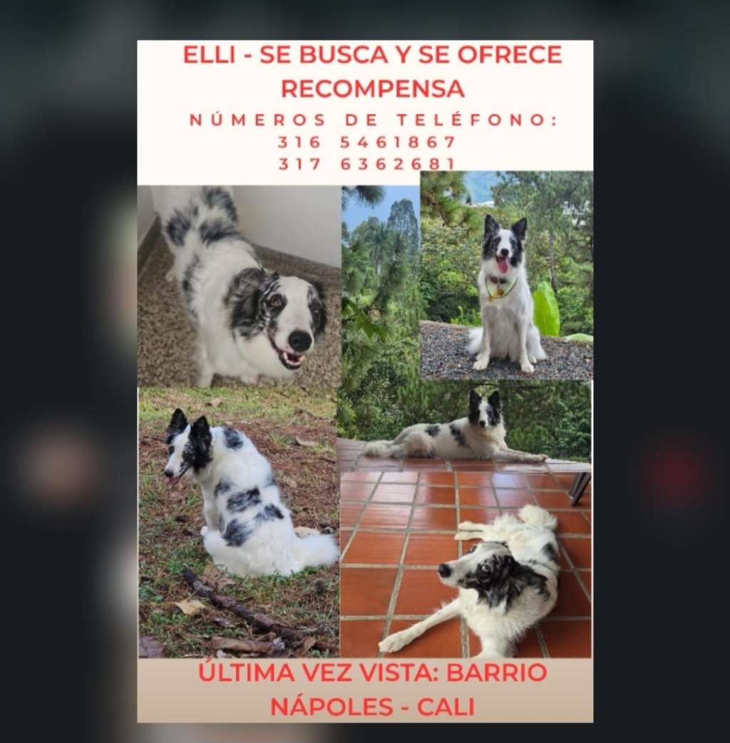 Perritos