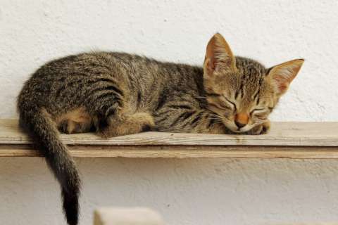 ¿Por qué los gatos prefieren dormir sobre su lado izquierdo?