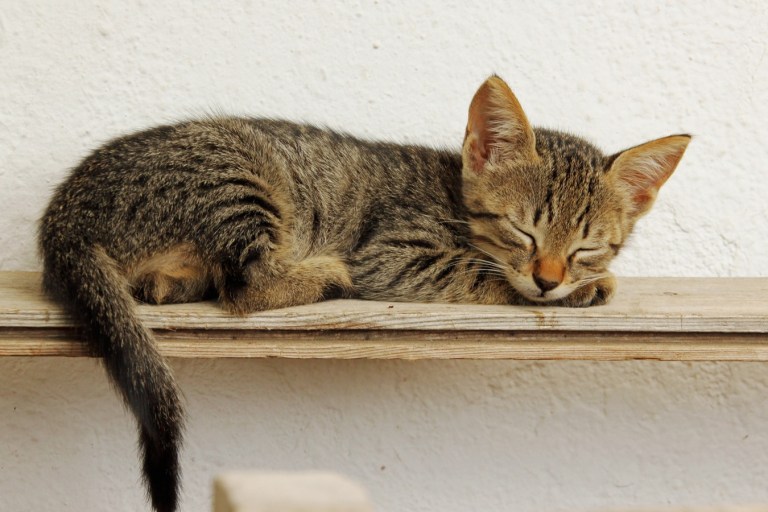 ¿Por qué los gatos prefieren dormir sobre su lado izquierdo?