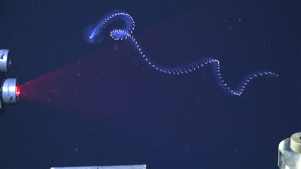 Según el Dr. Dhugal Lindsay (JAMSTEC), experto en medusas, se está escaneando una nueva especie de sifonóforo mediante la técnica de velocimetría de imagen de partículas en profundidad (DeepPIV), instalada en el ROV SuBastian a una profundidad de 350 metros.