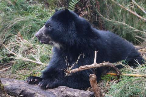 El oso de anteojos: el jardinero del bosque andino