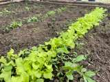 Transformar los sistemas agroalimentarios del país para proteger la biodiversidad