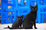 Galería: ¡Cinco datos que no sabía sobre los gatos negros!