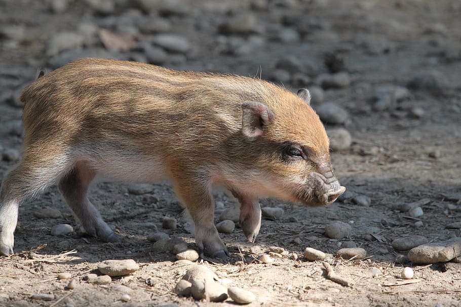 Los jabalíes de Alemania y Austria siguen siendo altamente radiactivos, mientras que otros animales no.