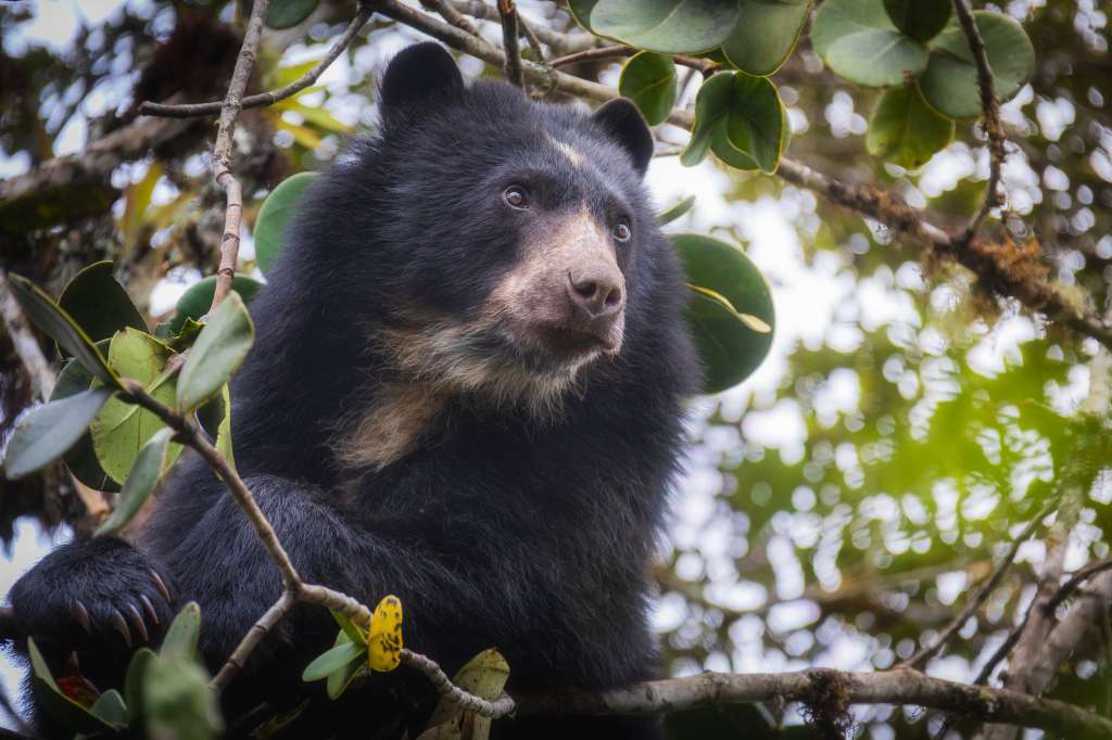 Oso andino.