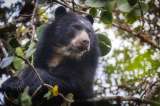 Captan a oso andino y su cría paseando en zona rural de La Calera