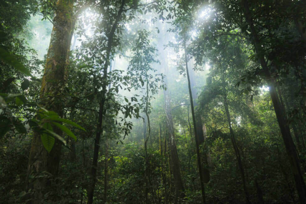 En todo el mundo hay 4.050 millones de hectáreas de bosque, que cubren un tercio de la superficie del planeta. / Pixabay