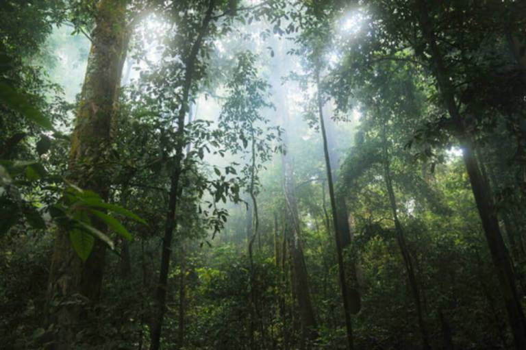 El mundo ha perdido 178 millones de hectáreas de bosque entre 1990 y 2020