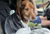 Milagro de Navidad: Copper encontró un hogar después de pasar su vida encadenado