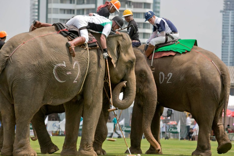 Tras acusaciones por maltrato, en Tailandia cancelan la Copa del Rey de Polo sobre Elefante
