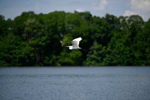 La evolución de los pájaros podría ser muy diferente a lo que pensábamos
