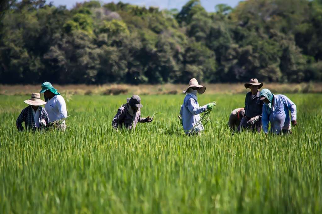 Arroceros