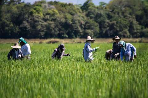 Fortalecer la seguridad alimentaria en tiempos de turbulencia geopolítica (análisis)