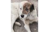Rescataron a Sócrates, un perro que, al parecer, era maltratado por su familia en Bogotá